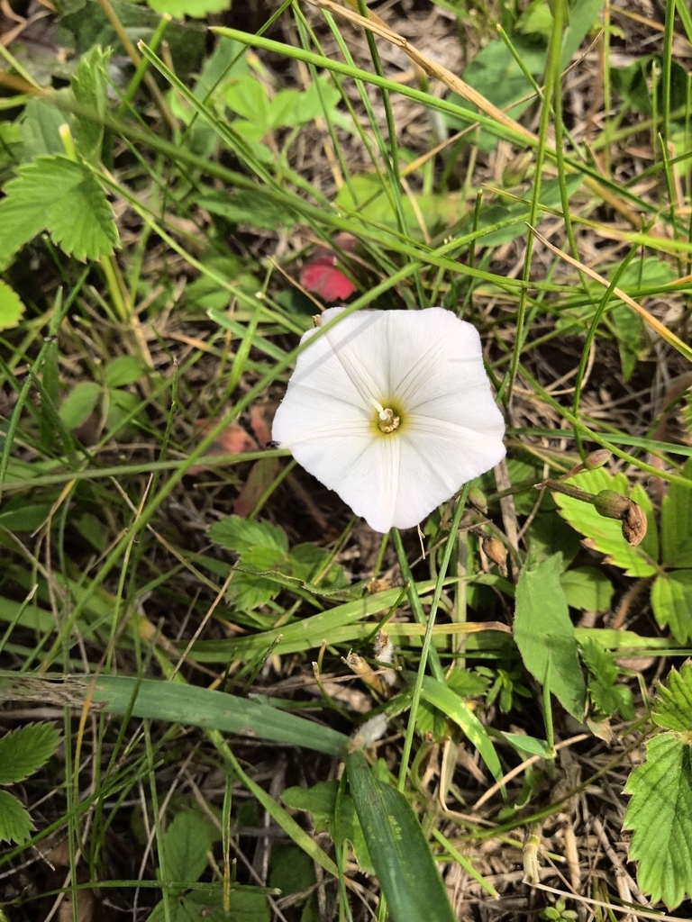 Convolvulus arvensis