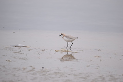 Charadrius pallidus