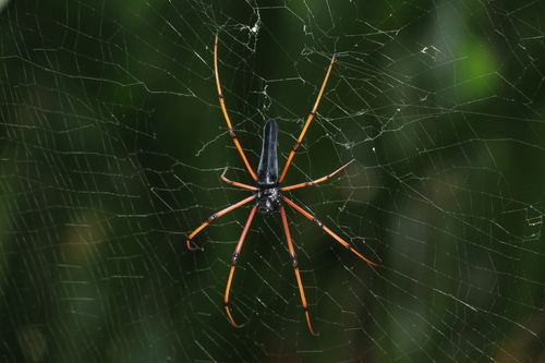 Nephila kuhli