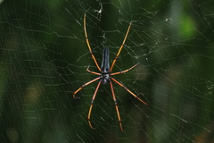 Nephila kuhli