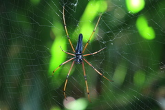 Nephila kuhli