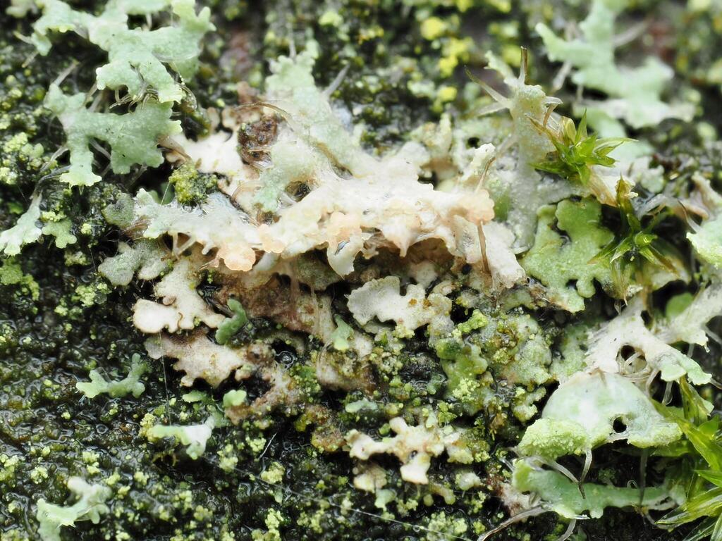Erythricium aurantiacum · November 2025 · photo: © alexis_orion (iNaturalist, cc-by)