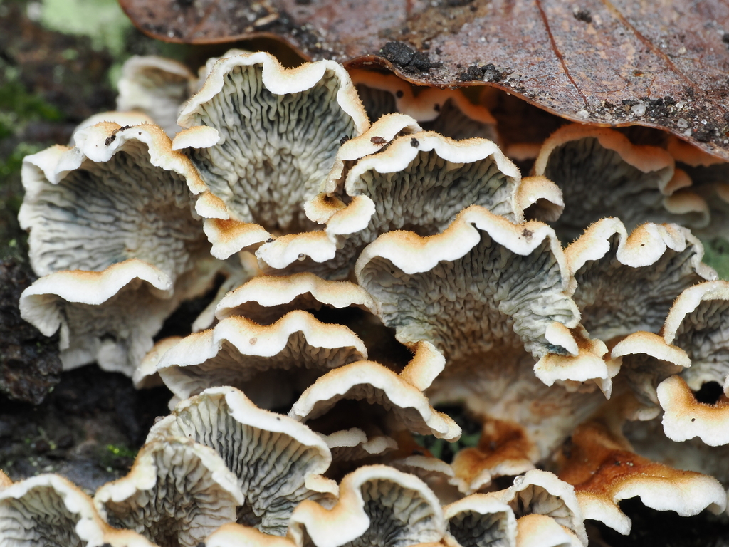 Plicatura crispa · November 2025 · photo: © alexis_orion (iNaturalist, cc-by)