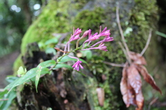 Epidendrum centropetalum