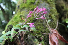 Epidendrum centropetalum