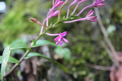 Epidendrum centropetalum