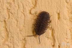Armadillidium peraccae