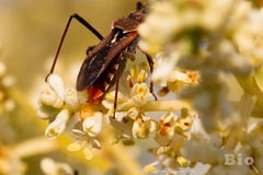 Rhynocoris erythropus