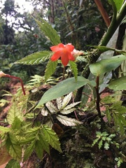 Begonia longirostris