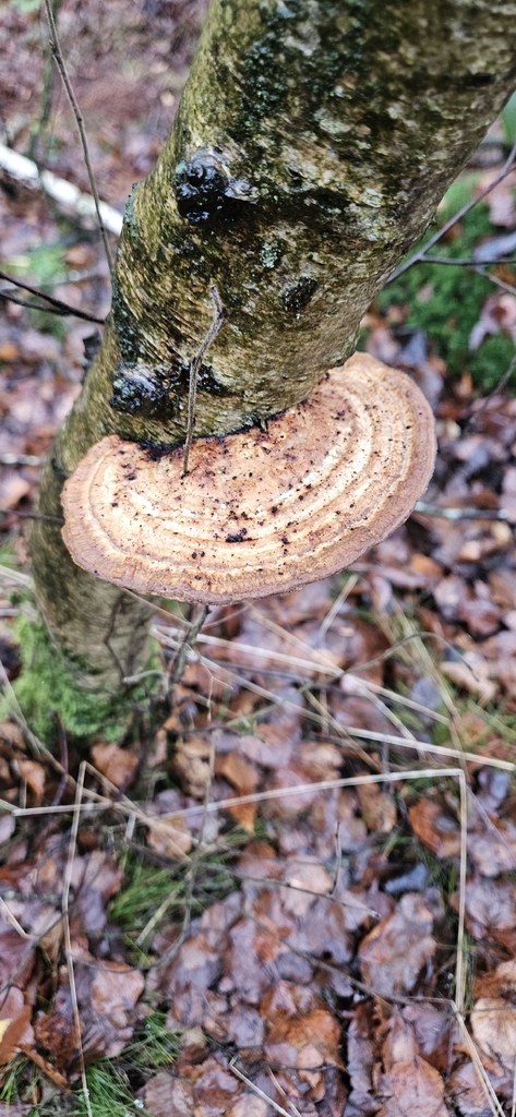 Daedaleopsis confragosa · December 2025 · photo: © run4 (iNaturalist, cc-by)