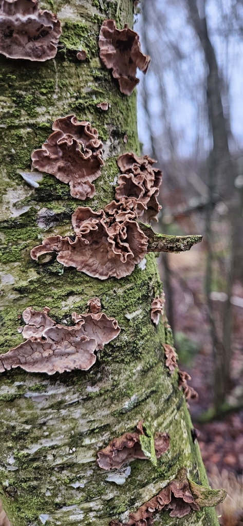 Laxitextum bicolor