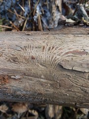 Scolytus