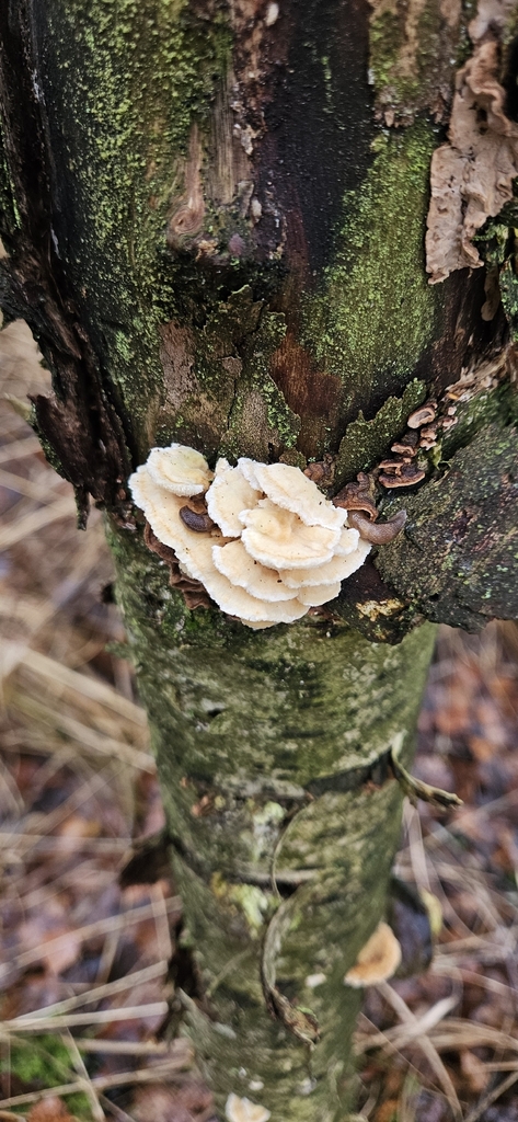Trametes ochracea · December 2025 · photo: © run4 (iNaturalist, cc-by)
