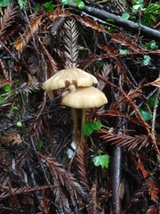 Entoloma formosum