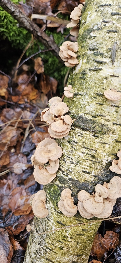 Panellus stipticus · December 2025 · photo: © run4 (iNaturalist, cc-by)