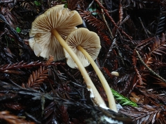 Entoloma formosum