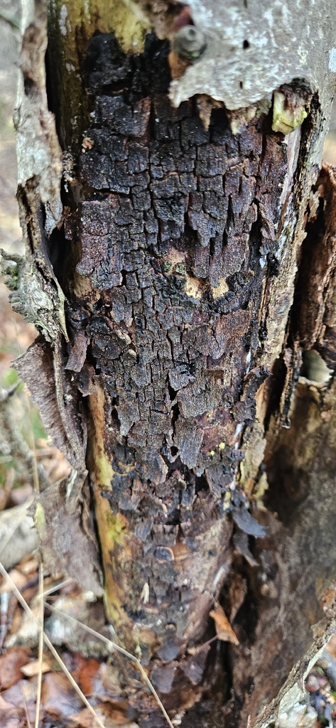 Inonotus obliquus obliquus