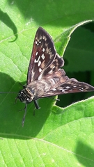 Udranomia kikkawai