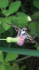 Udranomia kikkawai