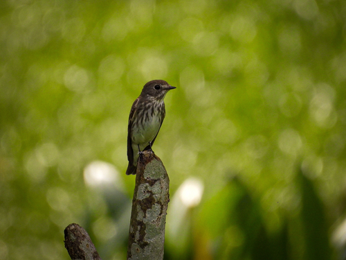 Muscicapa griseisticta (Swinhoe, 1861)