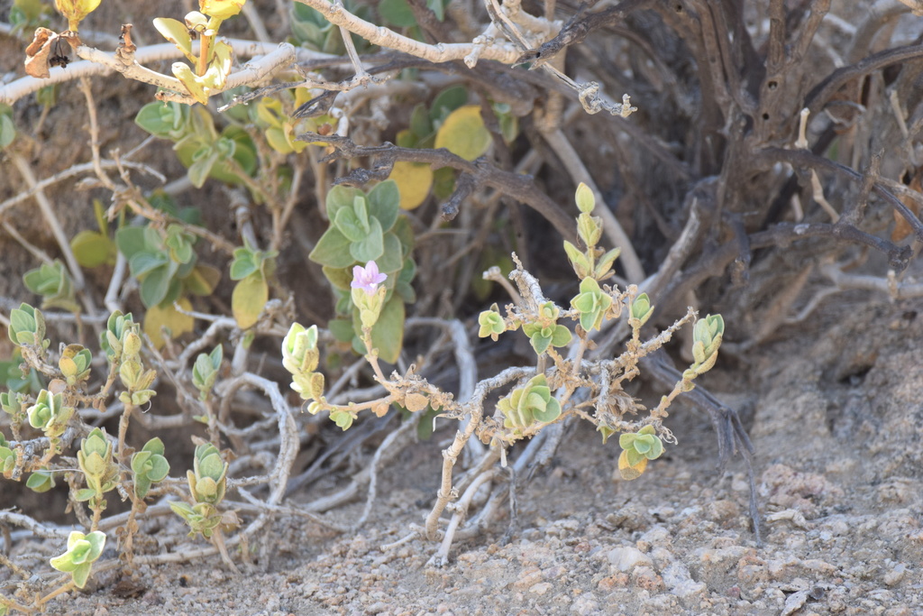 Dinteracanthus kaokoanus