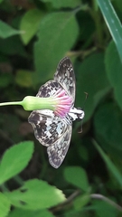 Udranomia kikkawai