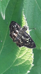 Udranomia kikkawai