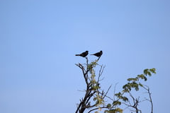 Onychognathus nabouroup