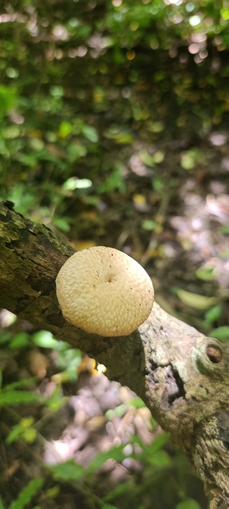 Lentinus arcularius · December 2025 · photo: © matiascabezas (iNaturalist, cc-by)