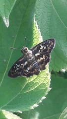 Udranomia kikkawai