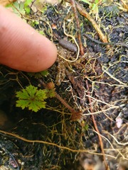 Hydrocotyle dissecta