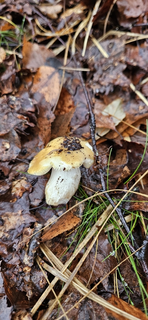 Russula ochroleuca · December 2025 · photo: © run4 (iNaturalist, cc-by)
