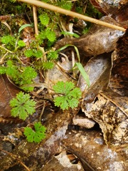Hydrocotyle dissecta