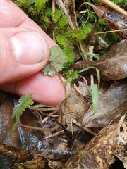 Hydrocotyle dissecta