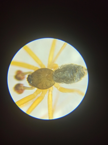 Tenuiphantes floriana