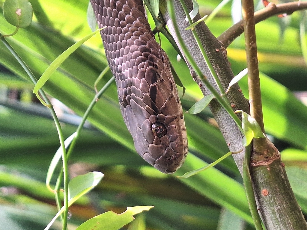 Dipsadidae