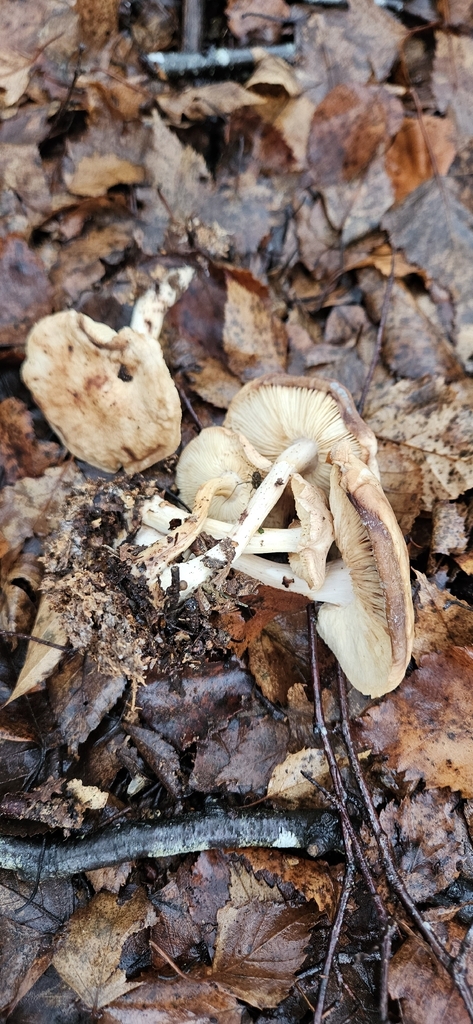 Rhodocollybia maculata · December 2025 · photo: © run4 (iNaturalist, cc-by)