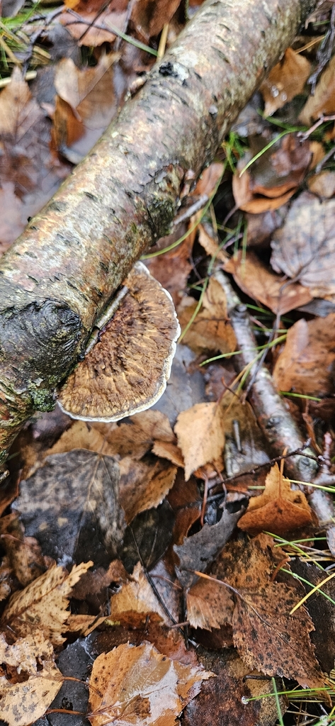 Daedaleopsis confragosa · December 2025 · photo: © run4 (iNaturalist, cc-by)