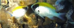 Chromis klunzingeri