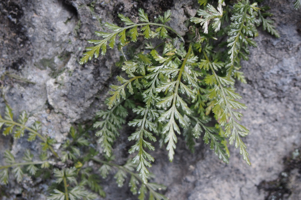 Beijing spleenwort
