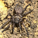 Open-holed Trapdoor Spiders - Photo (c) Marshal Hedin, some rights reserved (CC BY-NC-SA), uploaded by Marshal Hedin