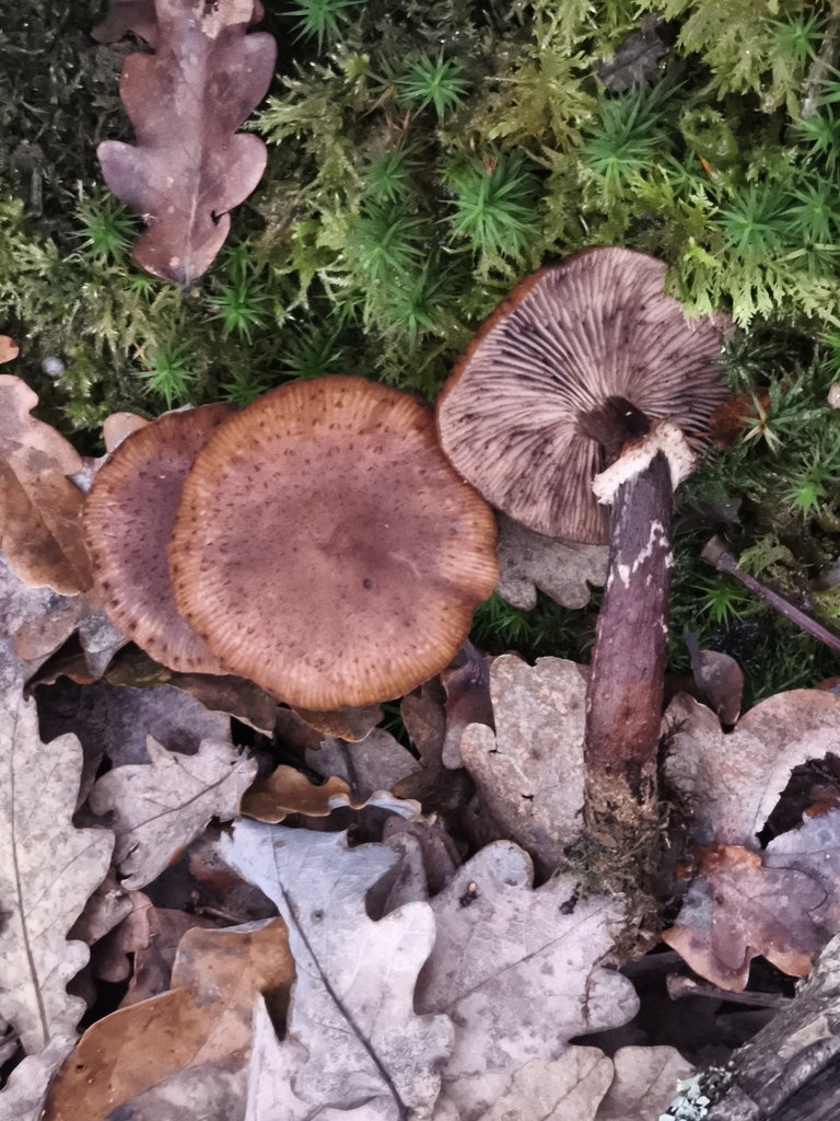 Armillaria ostoyae