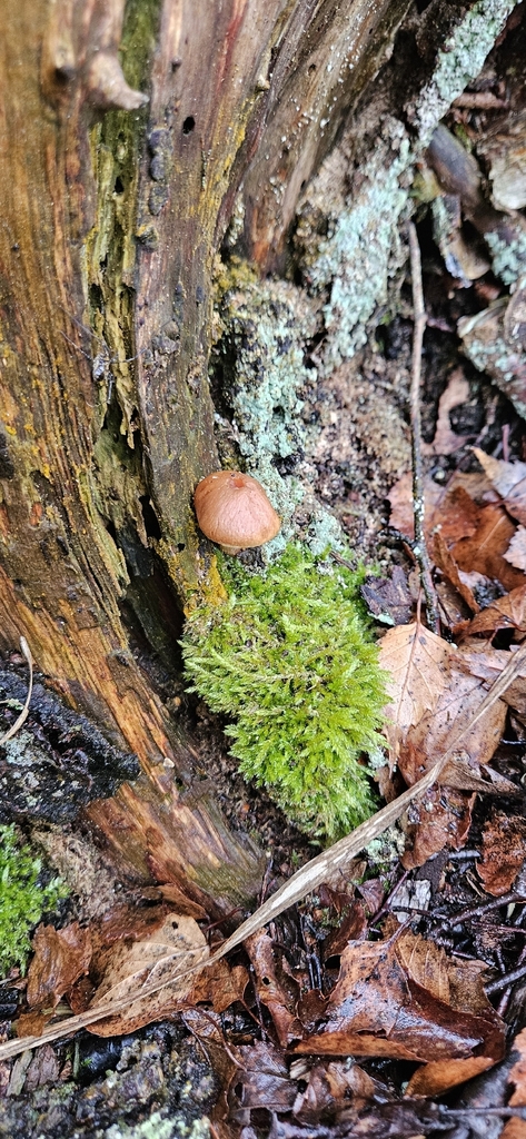 Gymnopilus penetrans · December 2025 · photo: © run4 (iNaturalist, cc-by)