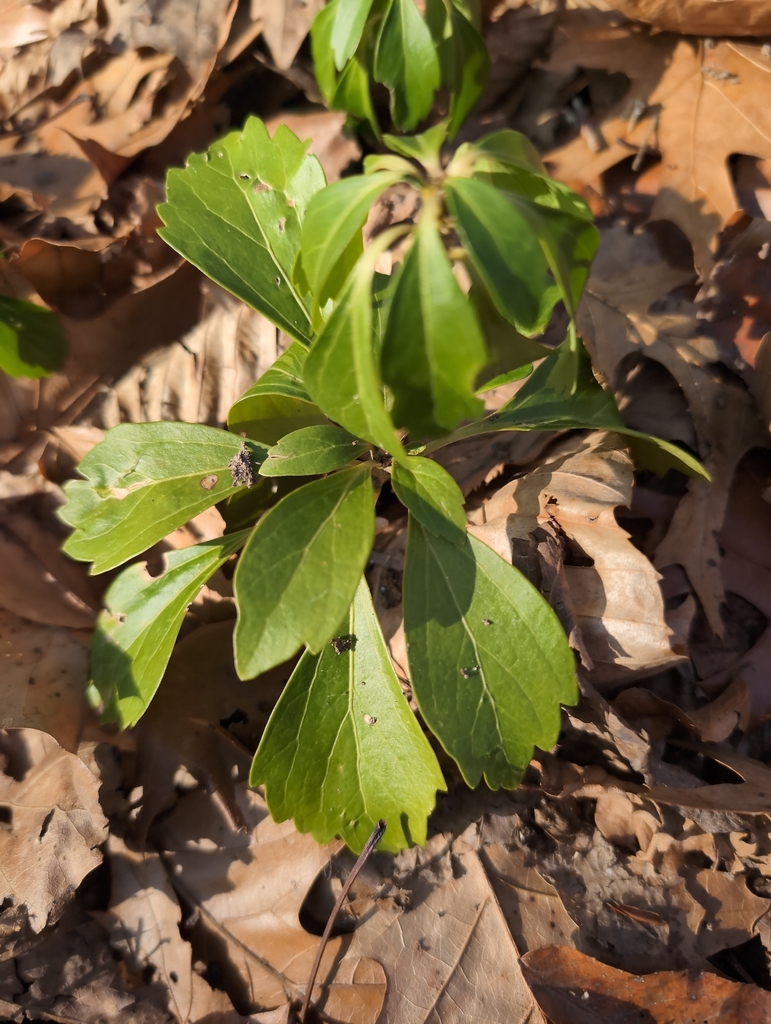 Pachysandra