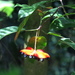 Sterculia coccinea - Photo (c) Soh Kam Yung, some rights reserved (CC BY-NC), uploaded by Soh Kam Yung