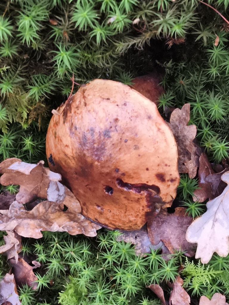 Neoboletus erythropus · December 2025 · photo: © jose_castro (iNaturalist, CC)