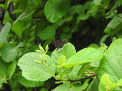 Thorybes dorantes galapagensis