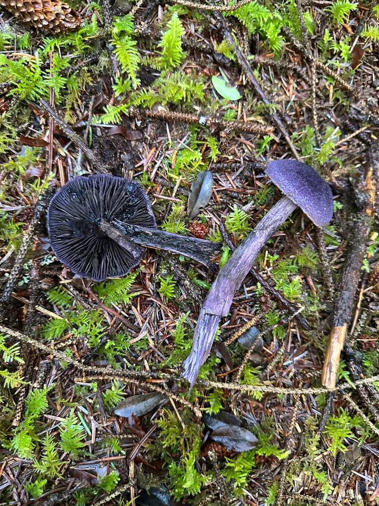 Cortinarius violaceus · November 2025 · photo: © creaturecalledkate (iNaturalist, cc0)