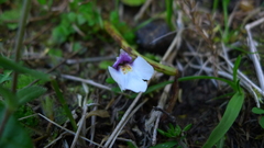 Mazus radicans