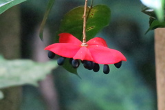 Sterculia coccinea